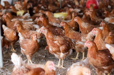 Tavuk çiftliğinde bir sürü kahverengi tavuk var.