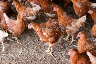 Tavuk çiftliğinde bir sürü kahverengi tavuk var.