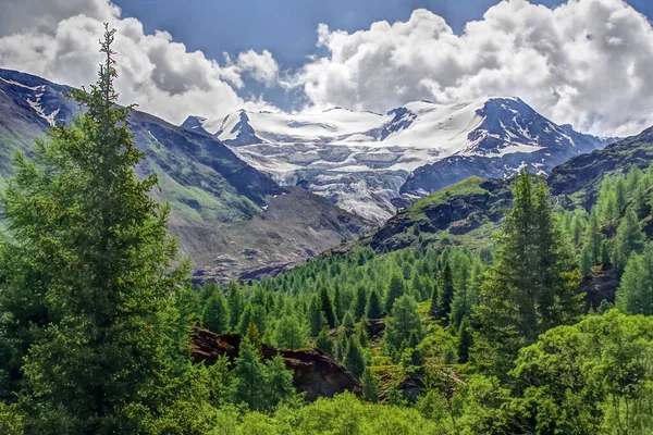 Spectacular view of the green valley of the Forni glacier, Valtellina Lombardy.The glacier stands out with all its grandeur topped by white clouds and dominates the green valley of fir trees.