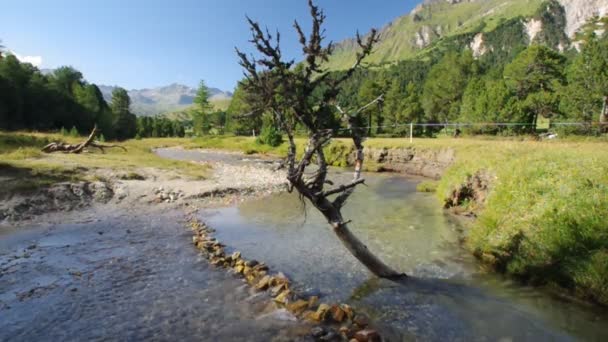 Árvore Seca Emergindo Rio Com Água Doce Clara Fluindo Placidamente — Vídeo de Stock