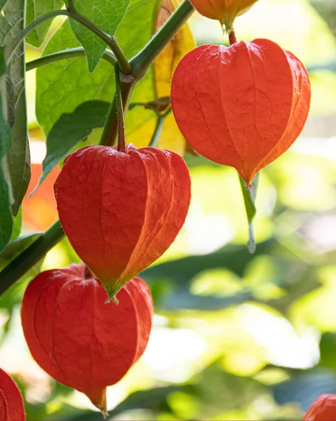 Primer Plano Tres Frutos Rojos Alkekengi Una Rama — Foto de Stock