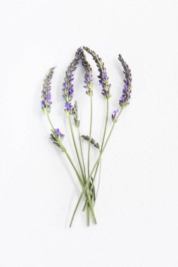 Beyaz arka planda bir demet lavanta çiçeği