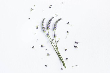 Beyaz arka planda bir demet lavanta çiçeği