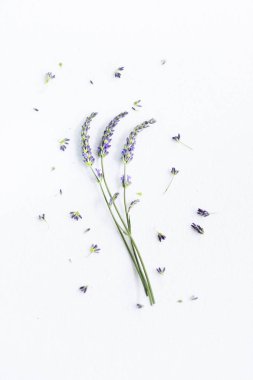 Beyaz arka planda bir demet lavanta çiçeği