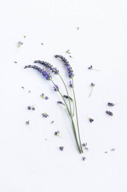 Beyaz arka planda bir demet lavanta çiçeği