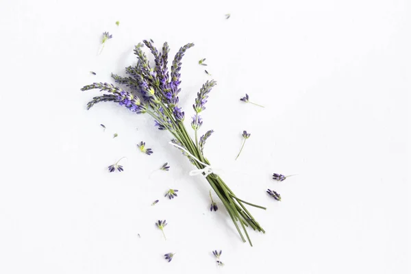 Bunch of Lavender flowers on a white background