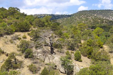 Eski bir ardıç ağacı. Temmuz. Eski dünya