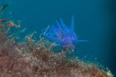 Küçük bir salyangoz yiyecek arıyor.