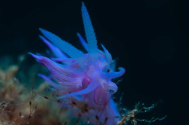 Küçük bir salyangoz yiyecek arıyor.