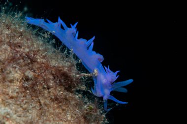 Küçük bir salyangoz yiyecek arıyor.