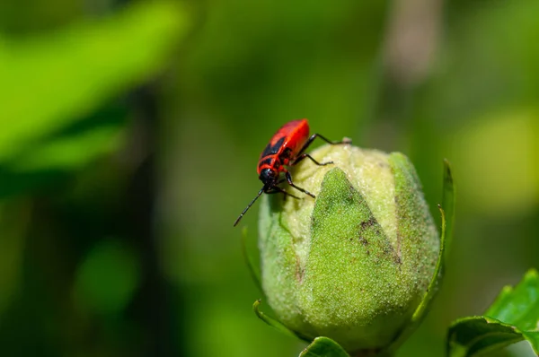 Small insects fly Stock Picture