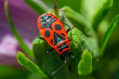 Küçük böcekler uçar. 