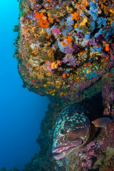 The beautiful colors of the sea