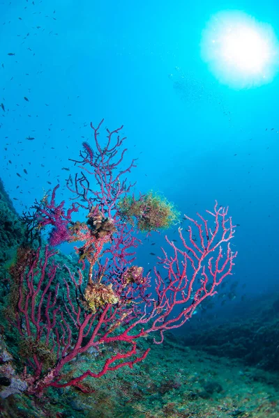 The beautiful colors of the sea Stock Photo