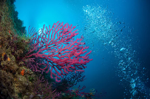 As belas cores do mar Fotos De Bancos De Imagens