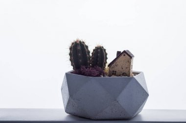 Mikroiklim, başarı. Kaktüsler, stabilize yosun ve seramik ev bir kopyası ile Çimento gri pot