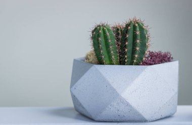 Mikroiklim, başarı. Kaktüsler, stabilize yosun ve seramik ev bir kopyası ile Çimento gri pot