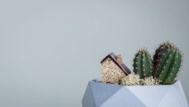 Mikroiklim, başarı. Kaktüsler, stabilize yosun ve seramik ev bir kopyası ile Çimento gri pot