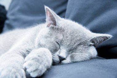 Uyuyan İngiliz kedisi Tatlı rüyalar