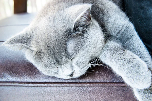 Gato Dormido Sofá Cuero —  Fotos de Stock