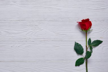 Metin için yer beyaz ahşap zemin üzerine kırmızı gül