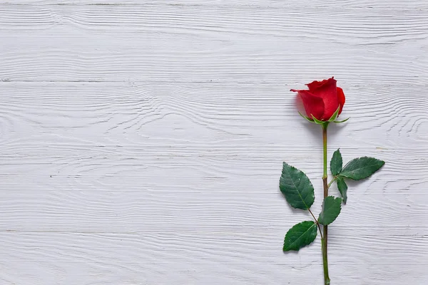 Czerwona Róża Drewnianym Blatem Minimalizm Wpisanie Tekstu Pozdrowienia Lub Wiadomość — Zdjęcie stockowe