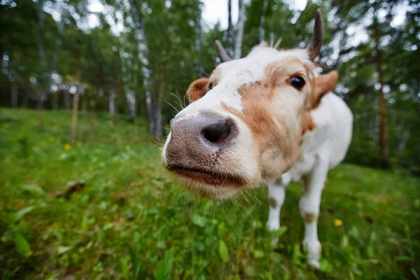 Cómico y curioso vaca estira la cabeza a la lente de la cámara —  Fotos de Stock