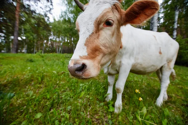 Αστεία πορτρέτο του μια αγελάδα σε ένα λιβάδι. Γυρίστηκε σε έναν ευρυγώνιο φακό. — Φωτογραφία Αρχείου