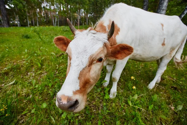 Αστεία πορτρέτο του μια αγελάδα σε ένα λιβάδι. Γυρίστηκε σε έναν ευρυγώνιο φακό. — Φωτογραφία Αρχείου