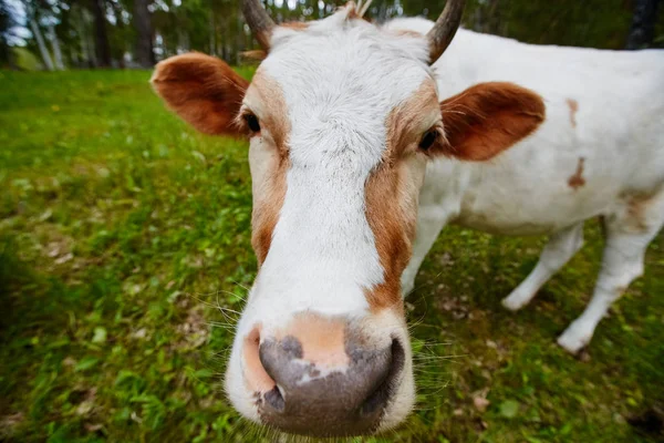Κωμικό και περίεργος αγελάδα τεντώνει το κεφάλι με το φακό της κάμερας — Φωτογραφία Αρχείου