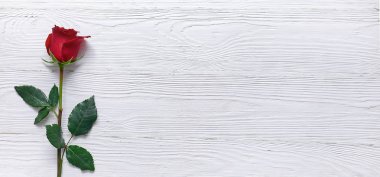 Metin için yer beyaz zemin üzerine kırmızı gül