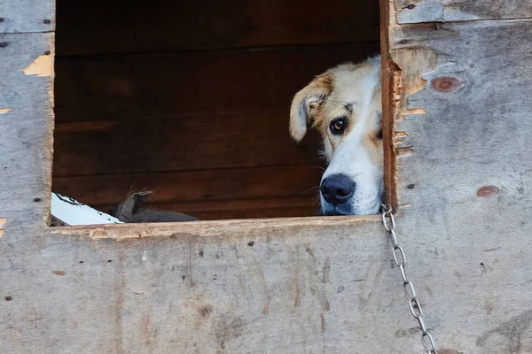 Dog on a chain in the booth. Sad dog eyes. The concept of loneli