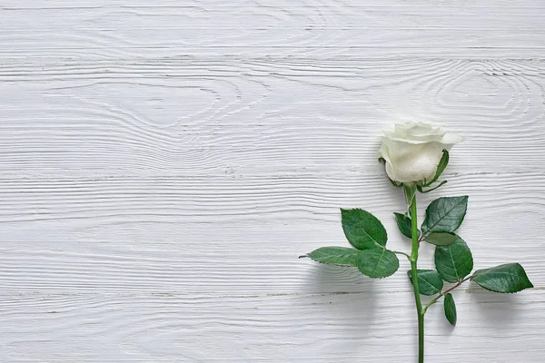 Bela flor branca no fundo de madeira leve. Espaço para laboratório — Fotografia de Stock