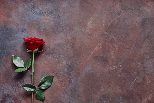 Beautiful flower on a textured colored stone background — Stock Photo, Image