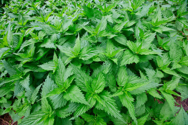 Field of lots stinging nettles Urtica with fresh green leaves