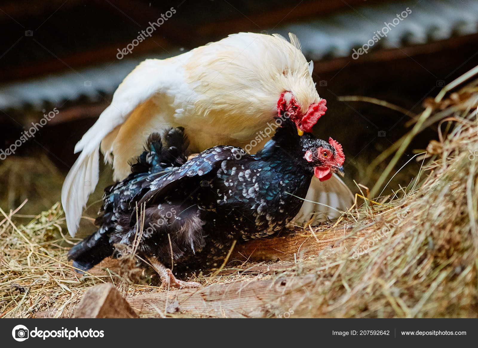 Grande cazzo gallina
