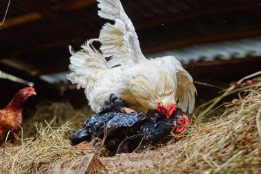 Horoz ve tavuk Samanlık içinde çiftleşme. Büyük horoz tavuk üzerine.