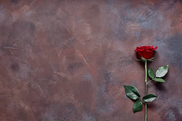 Piękny Kwiat Teksturowane Kolorowym Tle Kamień — Zdjęcie stockowe