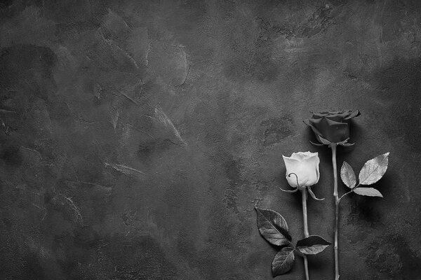 Roses Sur Une Surface Pierre Avec Espace Pour Texte — Photo