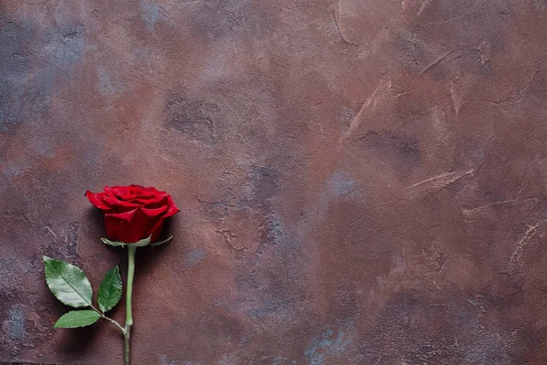 Hermosa Flor Sobre Fondo Piedra Color Texturizado —  Fotos de Stock