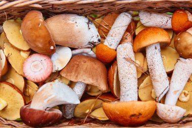 Taze toplanmış orman mantar kahverengi ve turuncu şapkalı, yakın bir sürü o doldu.