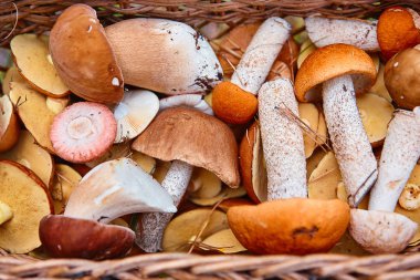 Bir sürü taze orman mantar yakın çekim.