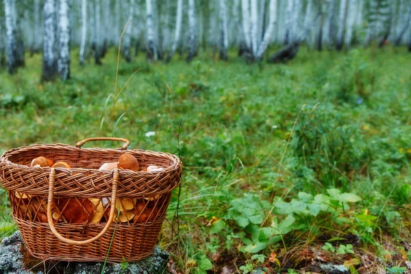 Sulu yeşil çimenlerin üzerinde bir sepet içinde mantar.