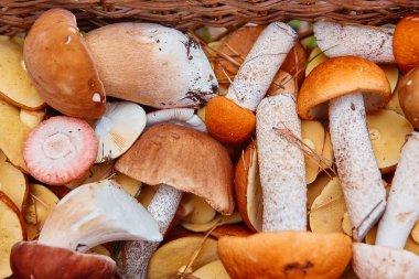 Mantar bir sepet içinde. Orman hediyeler