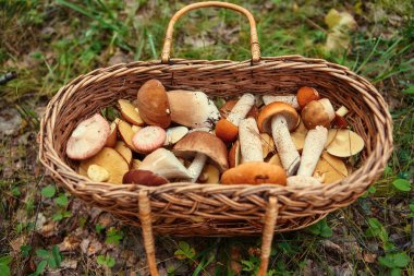 Mantar bir sepet içinde. Orman hediyeler