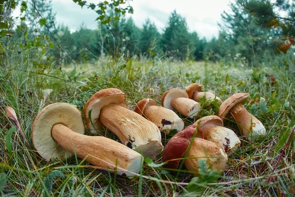 Cogumelos brancos que jazem no crescimento da grama — Fotografia de Stock