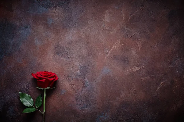 Bellissimo fiore su uno sfondo di pietra colorato strutturato — Foto Stock