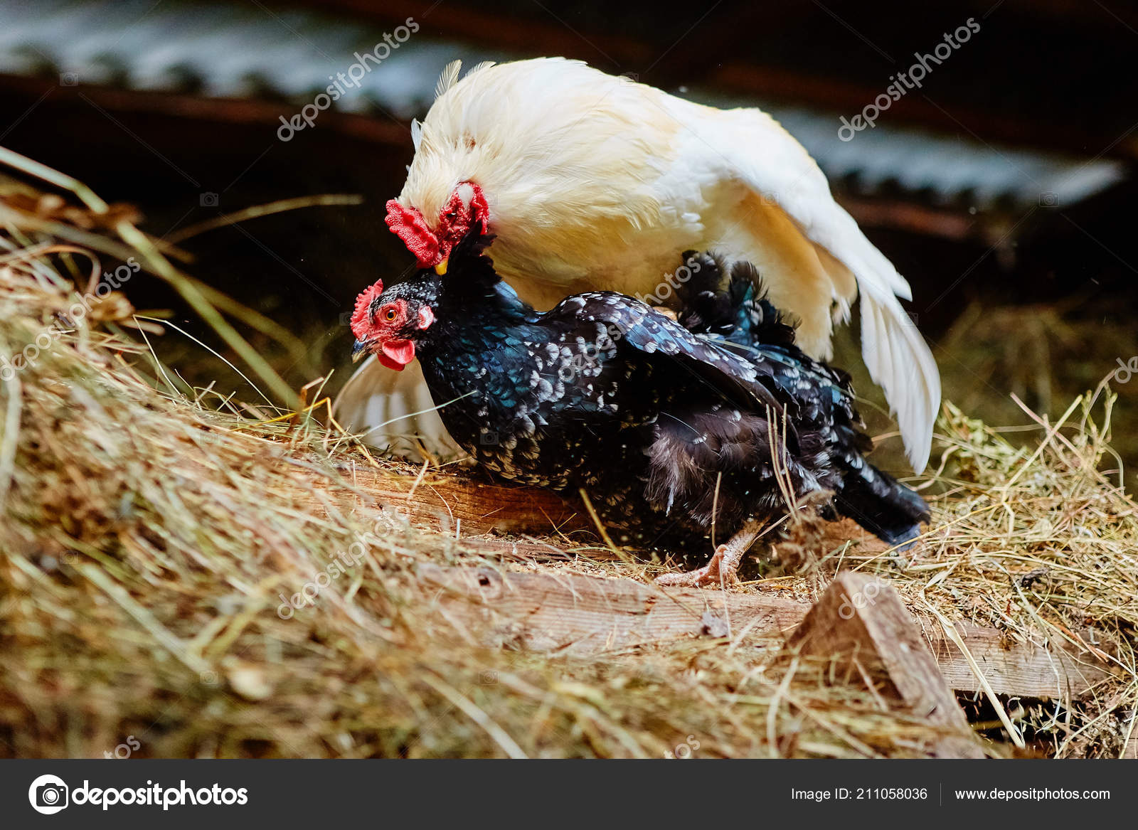 白いオンドリおよび干し草を鶏小屋の農場で黒鶏の交尾 — ストック写真