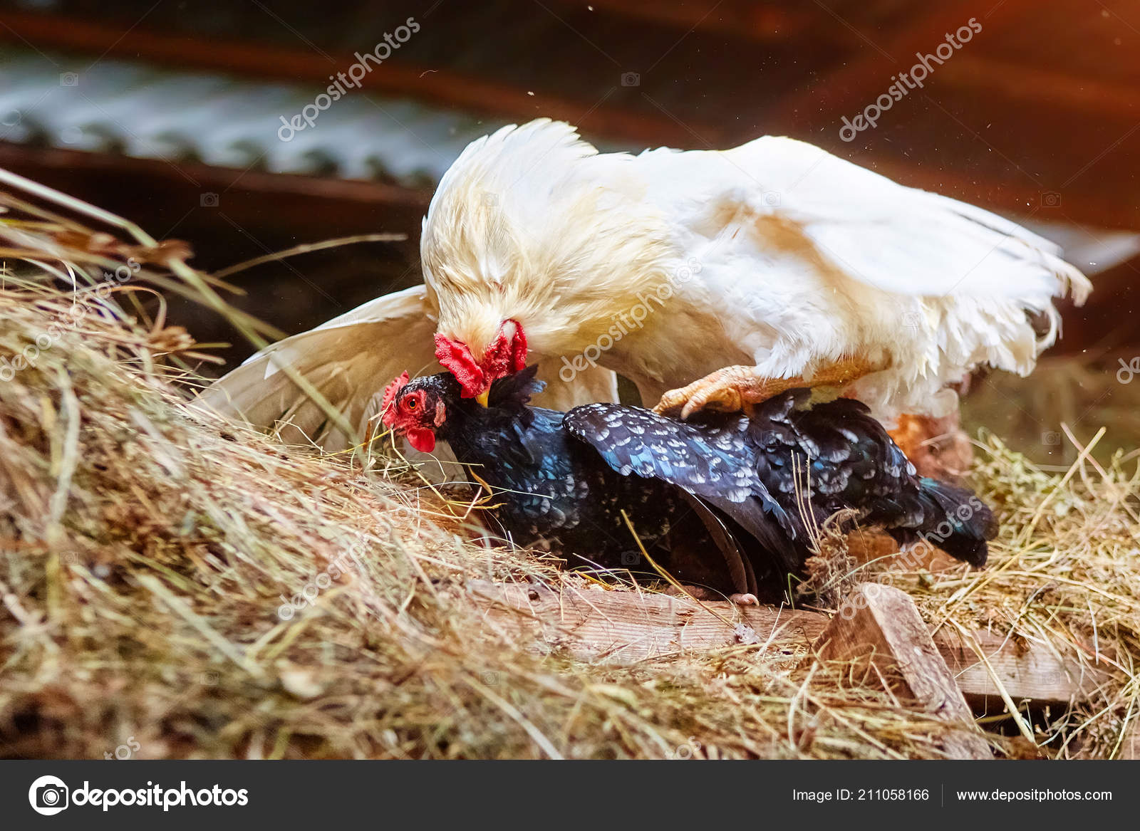 白いオンドリおよび干し草を鶏小屋の農場で黒鶏の交尾 ストック写真 C Artsvetlana 白いオンドリおよび干し草を鶏小屋の農場で黒鶏の交尾 ストック写真 C Artsvetlana