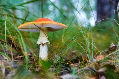 otların arasında büyüyen kırmızı agaric mantar.